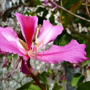 PINK MAGNOLIA 2 ~ 8" X 10" photo